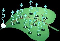 Class_11_Biology_Transport_In_Plants_Transpiration