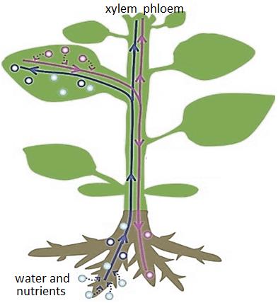 Revise notes Class 11 transport in plants