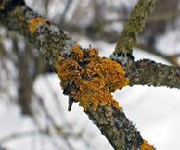 Class_11_Biology_Plant_Kingdom_Lichen