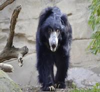 Class_11_Biology_Plant_Kingdom_Sloth_Bear