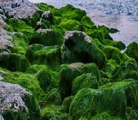 Class_11_Biology_Plant_Kingdom_Green_Algae