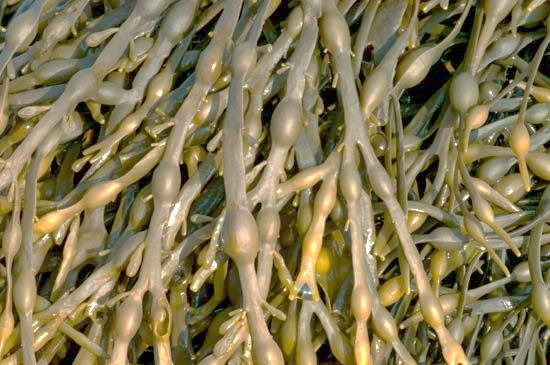 Class_11_Biology_Plant_Kingdom_Brown_Algae