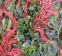 Class_11_Biology_Plant_Kingdom_Red_Algae