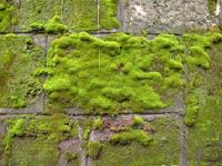 Class_11_Biology_Plant_Kingdom_Moss