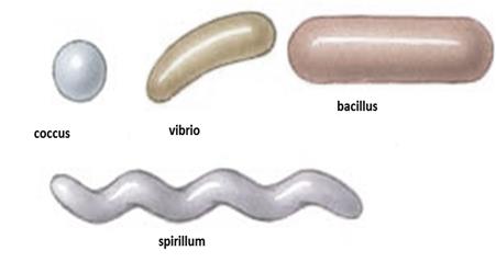 Class_11_Biology_Biological_Classification_Categories_of_Bacteria