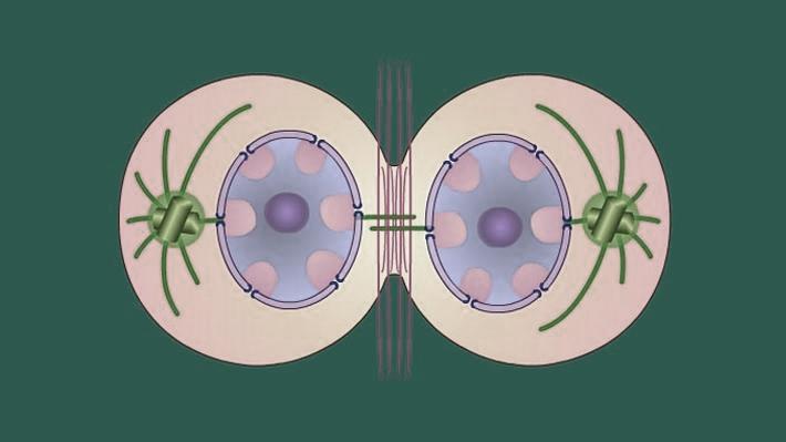 Class_11_Biology_Cell_Cycle_&_Cell_Division_Cell_Division