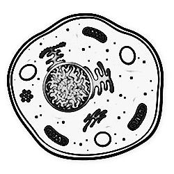 Class_11_Biology_Cell_Unit_Of_Life_A_Cell