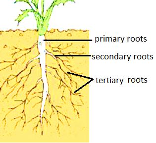 Tertiary Roots Revise notes NEET morphology of flowering plants