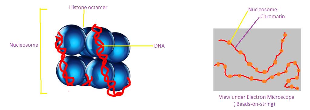 Dna Wrapping Revise notes Class 12 molecular basis of inheritance