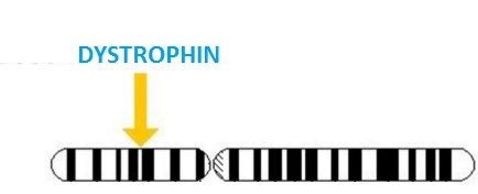 Class_12_Molecular_Basis_Of_Inheritance_Largest_Known_Human_Gene_Dystrophin