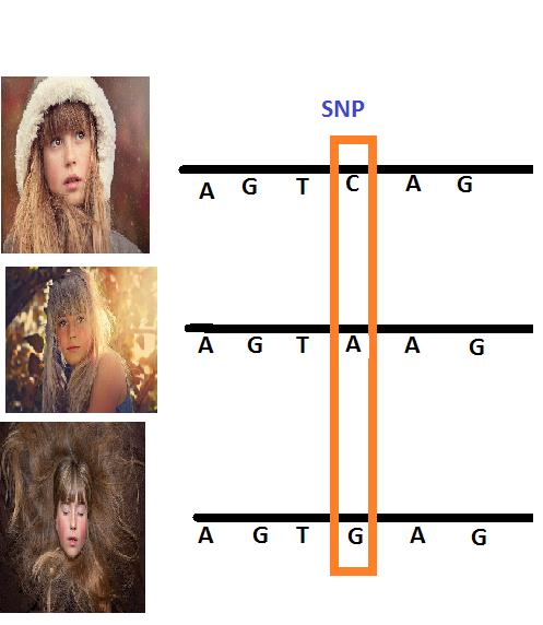 Class_12_Molecular_Basis_Of_Inheritance_Single_Nucleotide_Polymorphism