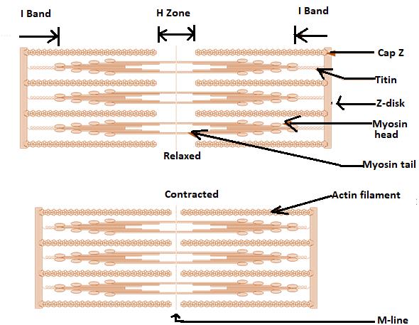 Class_11_Biology_Locomotion_&_Movement_Sliding_Filament