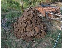 Class_7_Biology_Forests_OurLifeLine_DecayingAnimalDung