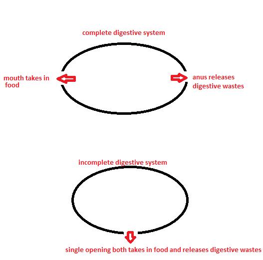 Class_11_Biology_AnimalKingdom_DigestiveSystems
