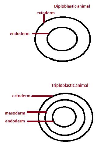 Class_11_Biology_AnimalKingdom_Di_&_Tri_Organization