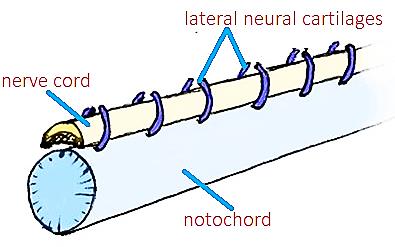 Class_11_Biology_AnimalKingdom_Notochord