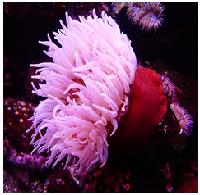 Class_11_Biology_AnimalKingdom_Sea_Anemone